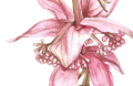 Medinilla – akwarela. Art Print – zbliżenie detalu
