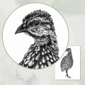 Bażant młody – grafika czarno-biała – zdjęcie 4