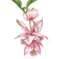 Medinilla – akwarela. Art Print – zdjęcie 4
