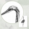 Czapla – grafika czarno-biała – zdjęcie 3