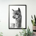 Lama – grafika czarno-biała