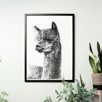 Lama - grafika czarno-biała