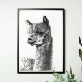 Lama – grafika czarno-biała – zdjęcie 3
