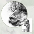 Lama – grafika czarno-biała – zdjęcie 4
