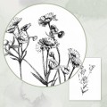 Aster drobnokwiatowy – rysunek botaniczny – zdjęcie 5