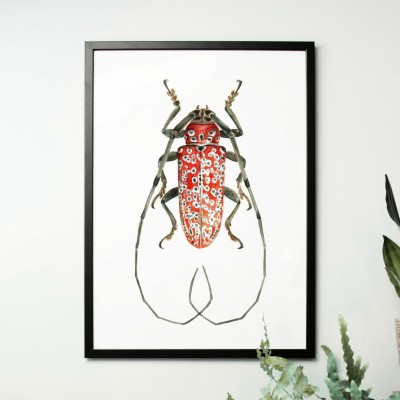 Czerwony żuk - akwarela.  Art Print
