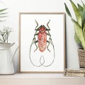 Czerwony żuk – akwarela. Art Print – zdjęcie 3
