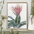 Echmea (Aechmea fasciata) – akwarela. Art Print – zdjęcie 2