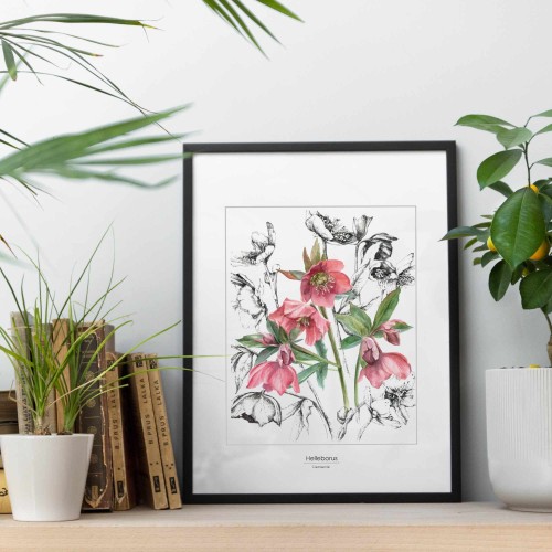 Ciemierniki – akwarela. Art Print