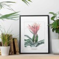 Echmea (Aechmea fasciata) – akwarela. Art Print