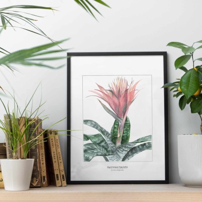 Echmea (Aechmea fasciata) - akwarela.  Art Print