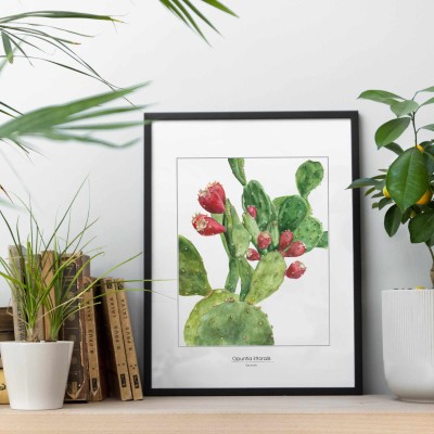 Opuncja - akwarela.  Art Print