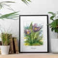 Sasanka zwyczajna – akwarela. Art Print