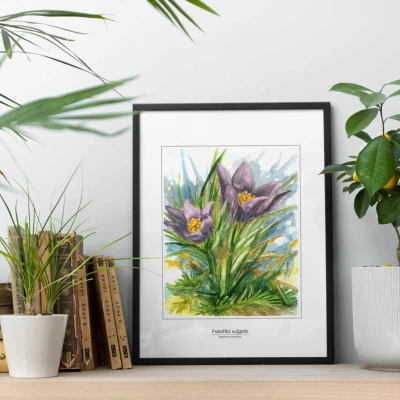 Sasanka  zwyczajna - akwarela.  Art Print