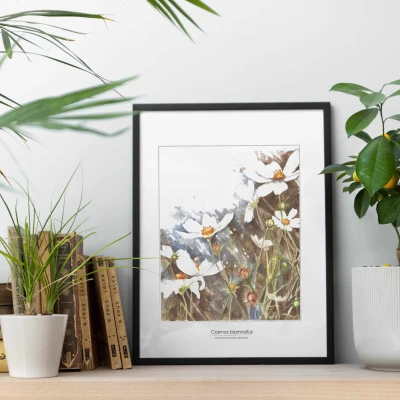 Kosmosy - akwarela. Art Print