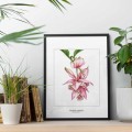Medinilla – akwarela. Art Print – zdjęcie 2