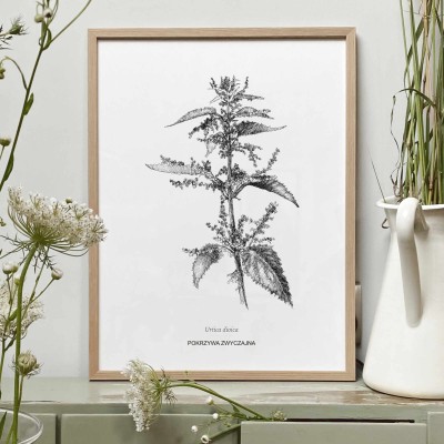 Pokrzywa zwyczajna - rysunek botaniczny