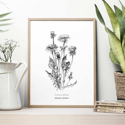 Mniszek -  grafika botaniczna