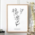 Aster drobnokwiatowy – rysunek botaniczny