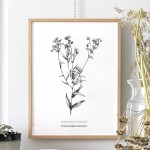 Aster drobnokwiatowy - rysunek botaniczny