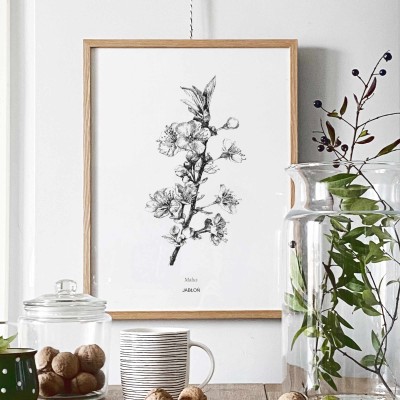 Kwiat jabłoni - grafika czarno-biała