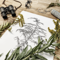 Nawłoć kanadyjska – rysunek botaniczny – zdjęcie 2