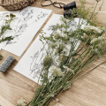 Aster drobnokwiatowy – rysunek botaniczny – zdjęcie 4