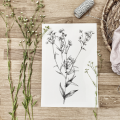 Aster drobnokwiatowy – rysunek botaniczny – zdjęcie 3