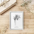 Sasanka zwyczajna – grafika czarno-biała w oprawie