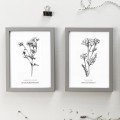 Aster drobnokwiatowy – czarno-biała grafika w oprawie – zdjęcie 4