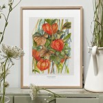 Miechunka - akwarela.  Art Print
