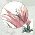 Echmea (Aechmea fasciata) – akwarela. Art Print – zdjęcie 4