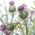 Osty – akwarela. Art Print – zbliżenie detalu