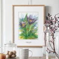 Sasanka zwyczajna – akwarela. Art Print – aranżacja we wnętrzu