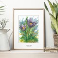 Sasanka zwyczajna – akwarela. Art Print – aranżacja we wnętrzu, ujęcie 3