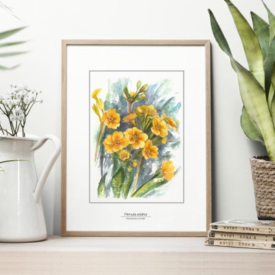 Pierwiosnka wyniosła - akwarela.  Art Print