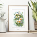 Jastrun właściwy – akwarela. Art Print – aranżacja we wnętrzu