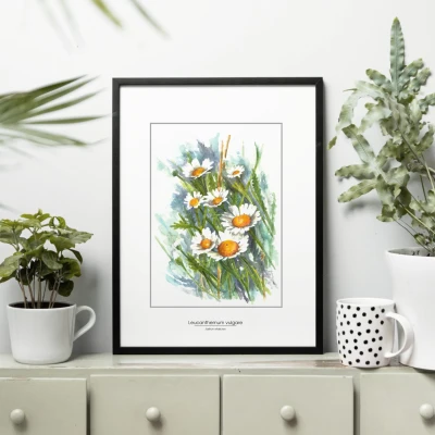 Jastrun właściwy - akwarela.  Art Print