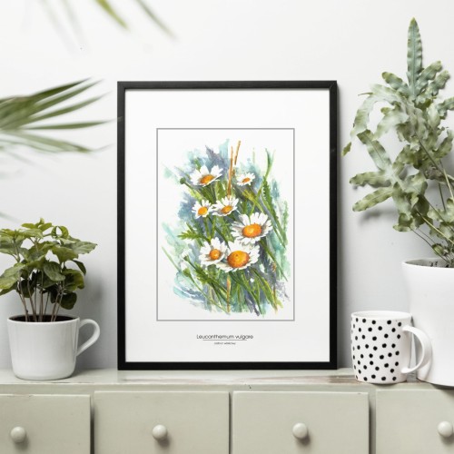 Jastrun właściwy – akwarela. Art Print