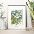 Czosnek niedźwiedzi – akwarela. Art Print – zdjęcie 2