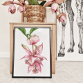 Medinilla – akwarela. Art Print