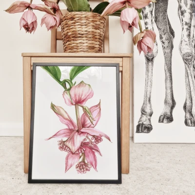 Medinilla - akwarela. Art Print