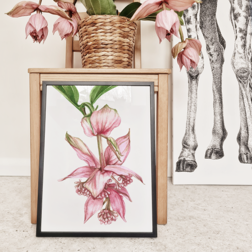 Medinilla – akwarela. Art Print