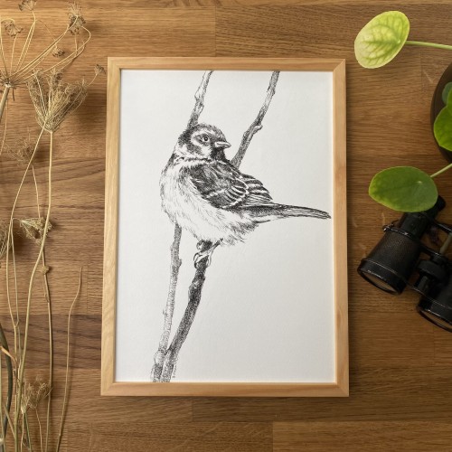 Wróbel – grafika w oprawie. Oryginał