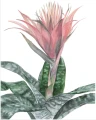 Echmea (Aechmea fasciata) – akwarela. Art Print – zdjęcie 3