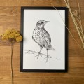 Skowronek – grafika w oprawie. Oryginał – zdjęcie 2