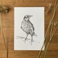 Skowronek – grafika w oprawie. Oryginał – zdjęcie 3
