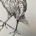 Skowronek – grafika w oprawie. Oryginał – zdjęcie 5