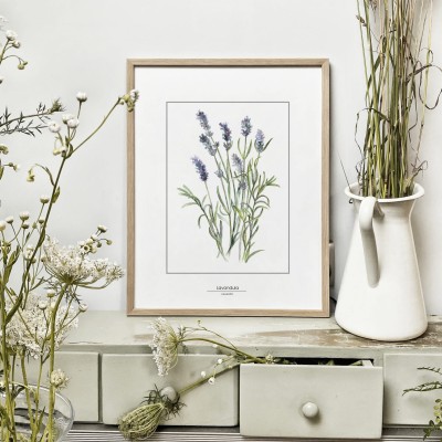 Lawenda - akwarela art print