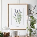 Lawenda – akwarela art print – zdjęcie 2